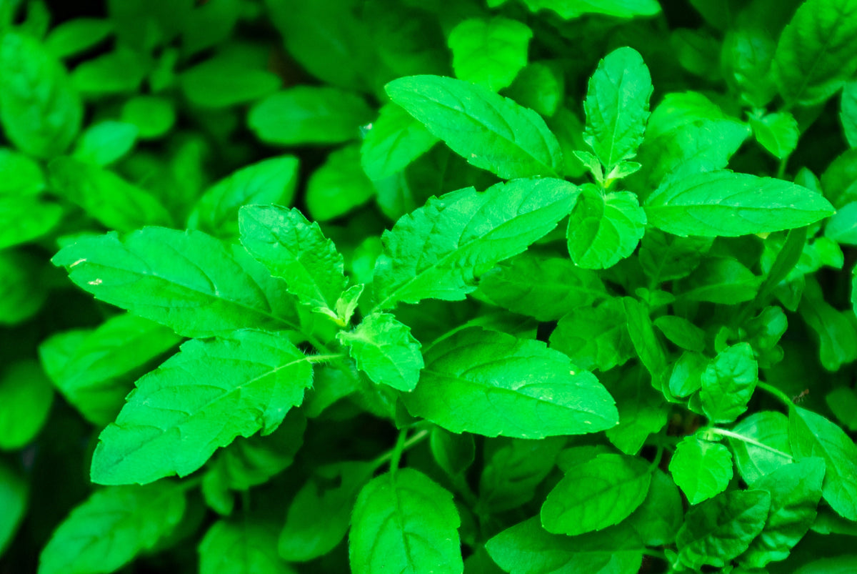 Clove Basil (Ocimum gratissimum) Seeds – 500 ct