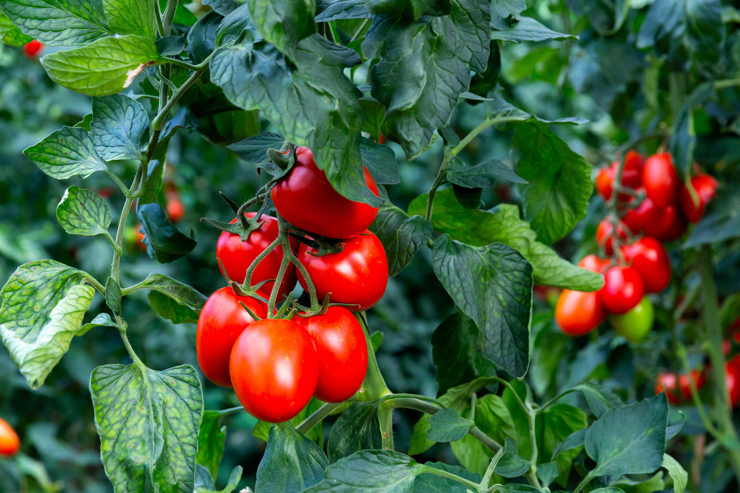 50 Amish Paste Tomato (Lycopersicon) Seeds