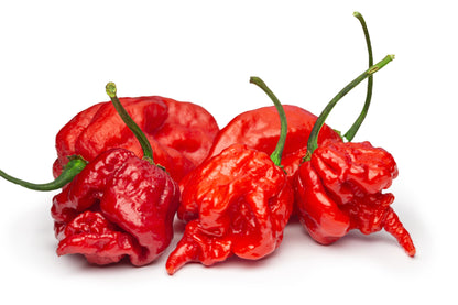 10 Red Carolina Reaper Pepper (Capsicum Chinense) Seeds