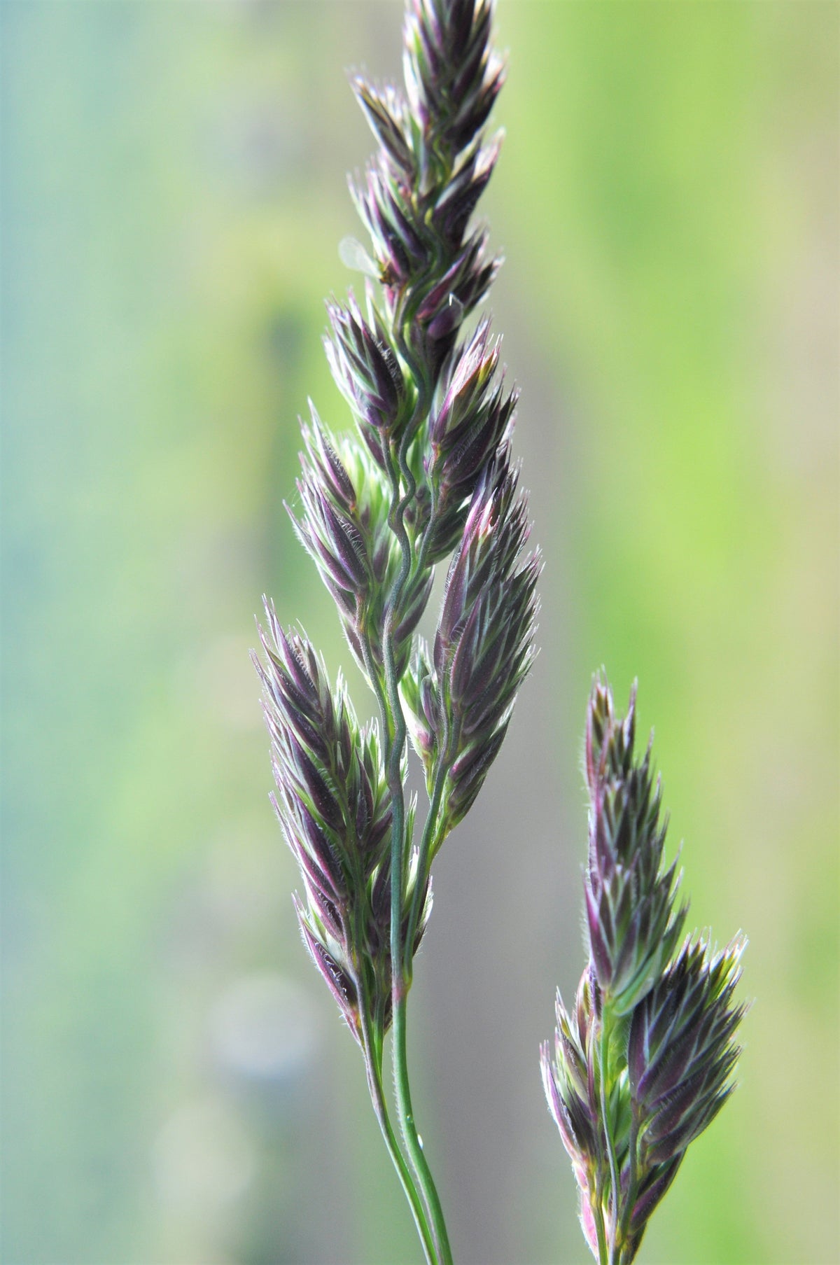 3000 QUICKDRAW ORCHARDGRASS Cat Grass Petgrass Cocksfoot Cool-Season Sun or Shade Dactylis GlomerataPerennial Bunchgrass Quick Draw Grass Seeds