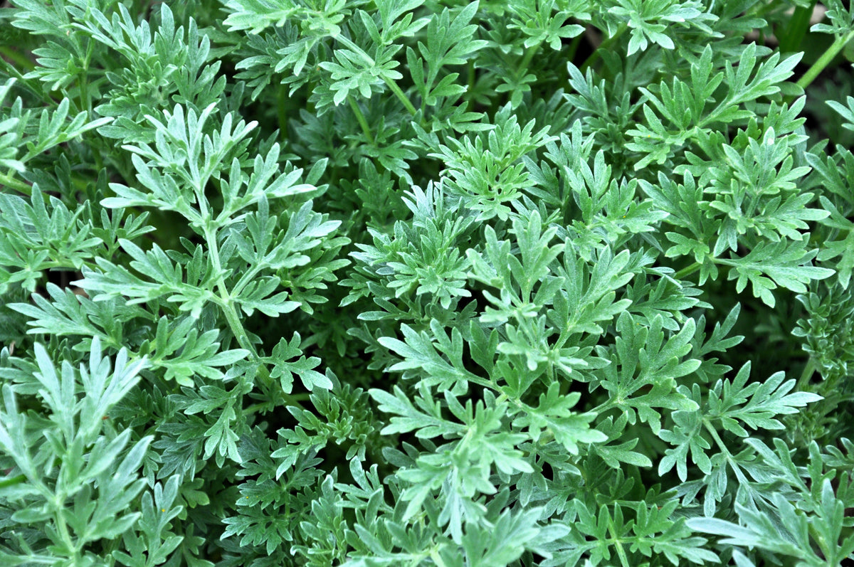 Absinthe Wormwood (Artemisia absinthium) Seeds – 500 ct