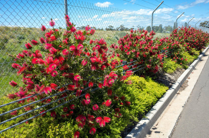 40 Crimson Bottlebrush (Callistemon Citrinus) Seeds