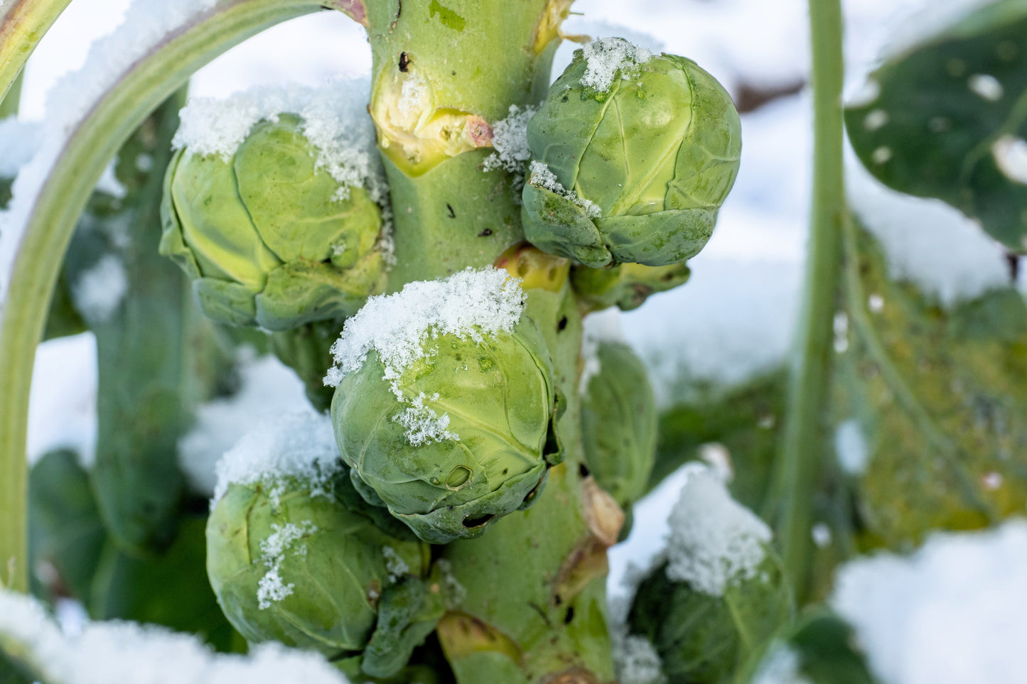 1000 Long Island Improved Brussels Sprouts (Brassica Oleracea Gemmifera) Seeds
