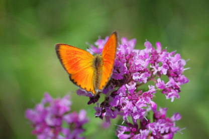 10,000 Bulk Lemon Thyme (Thymus Pulegioides) Seeds