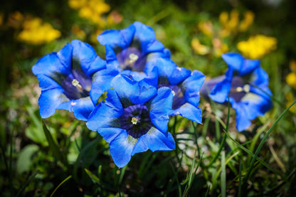 15 Blue Stemless Gentian (Gentiana Acaulis) Seeds