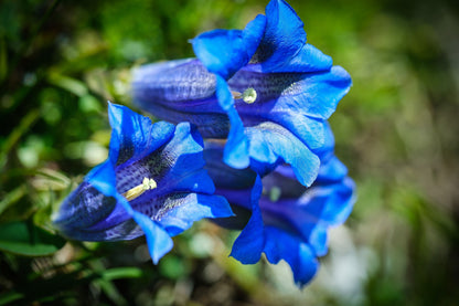 15 Blue Stemless Gentian (Gentiana Acaulis) Seeds