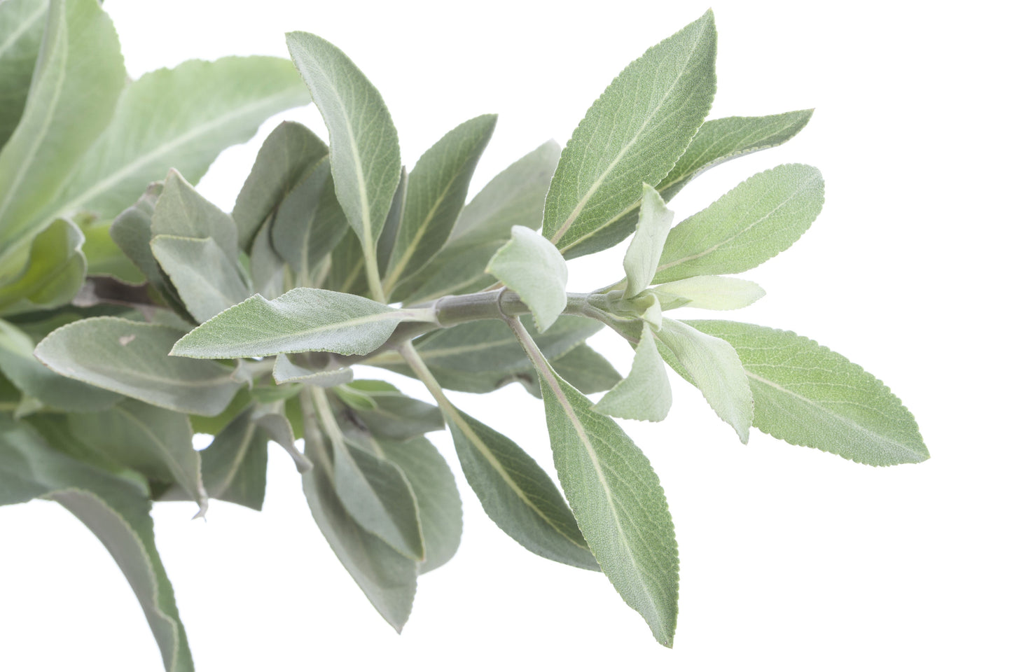 75 White Sage (Salvia Apiana) Seeds