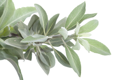 75 White Sage (Salvia Apiana) Seeds