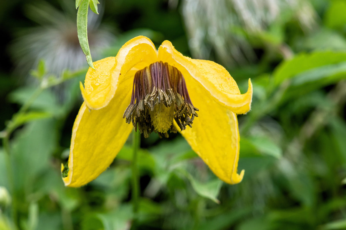 Radar Love Yellow Clematis (Clematis tangutica) Seeds – 10 ct