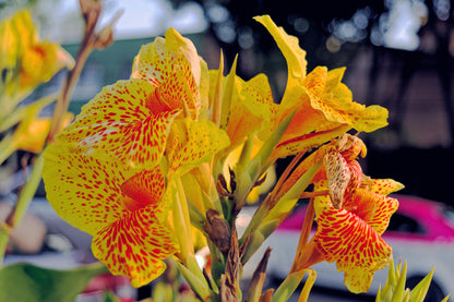 Yellow Canna Lily (Canna indica) Seeds – 5 ct