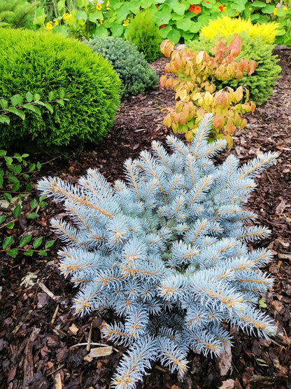 Colorado Blue Spruce (Picea pungens) Seeds – 50 ct