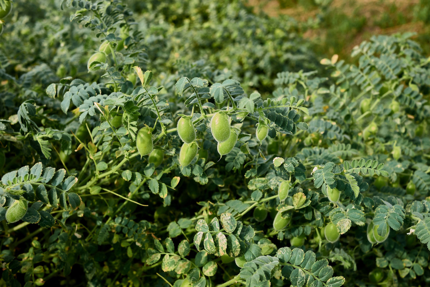 15 Garbanzo Bean (Cicer Arientum) Seeds