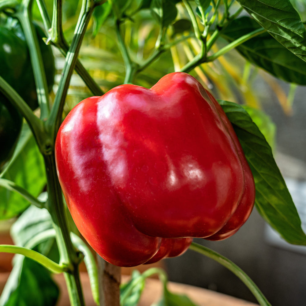 150 Big Red Bell Pepper (Capsicum Annuum) Seeds