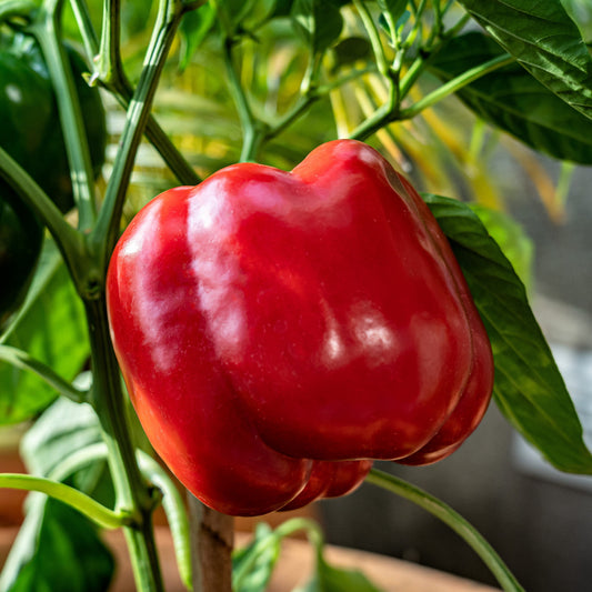 150 Big Red Bell Pepper (Capsicum Annuum) Seeds