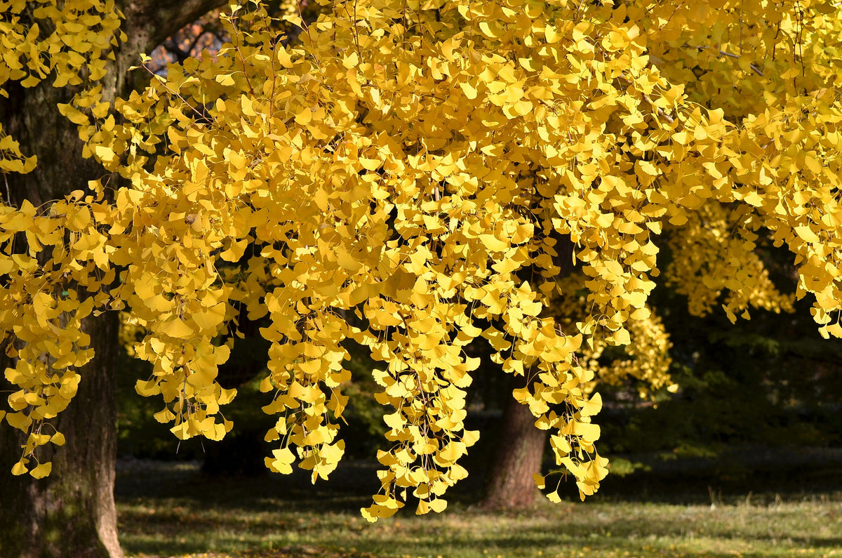 Ginkgo (Ginkgo biloba) Seeds – 10 ct