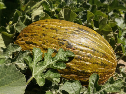 Piel De Sapo Melon (Cucumis melo) Seeds – 50 ct