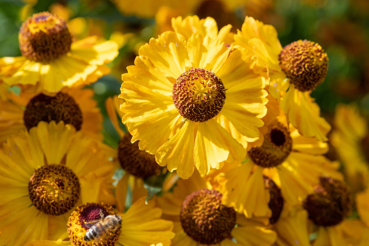 2000 AUTUMN SNEEZEWEED (Dogtooth Daisy / Helens Flower / Bittersweet) Helenium Autumnale Flower Seeds