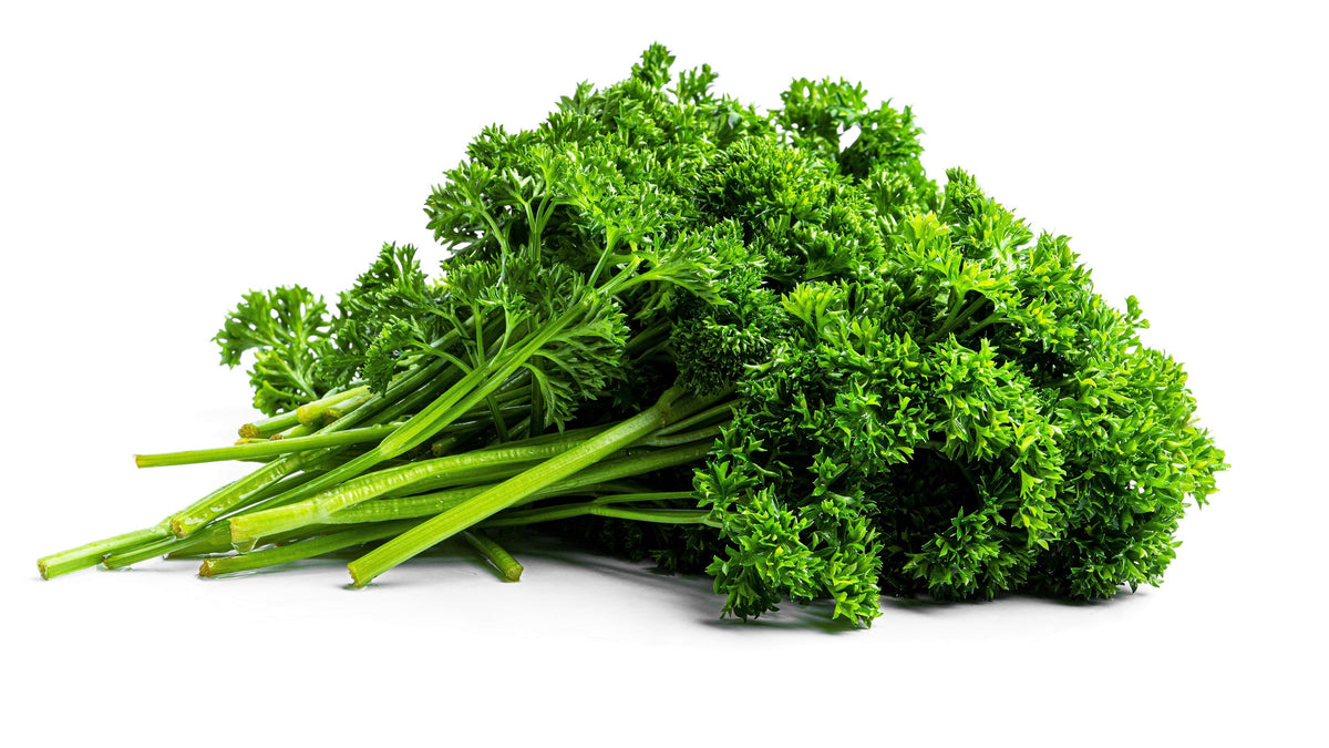 Triple Curled Parsley (Petroselinum crispum) Seeds – 1,500 ct