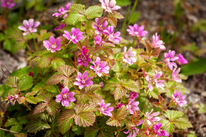 10 Arctic Raspberry (Rubus Arcticus) Seeds