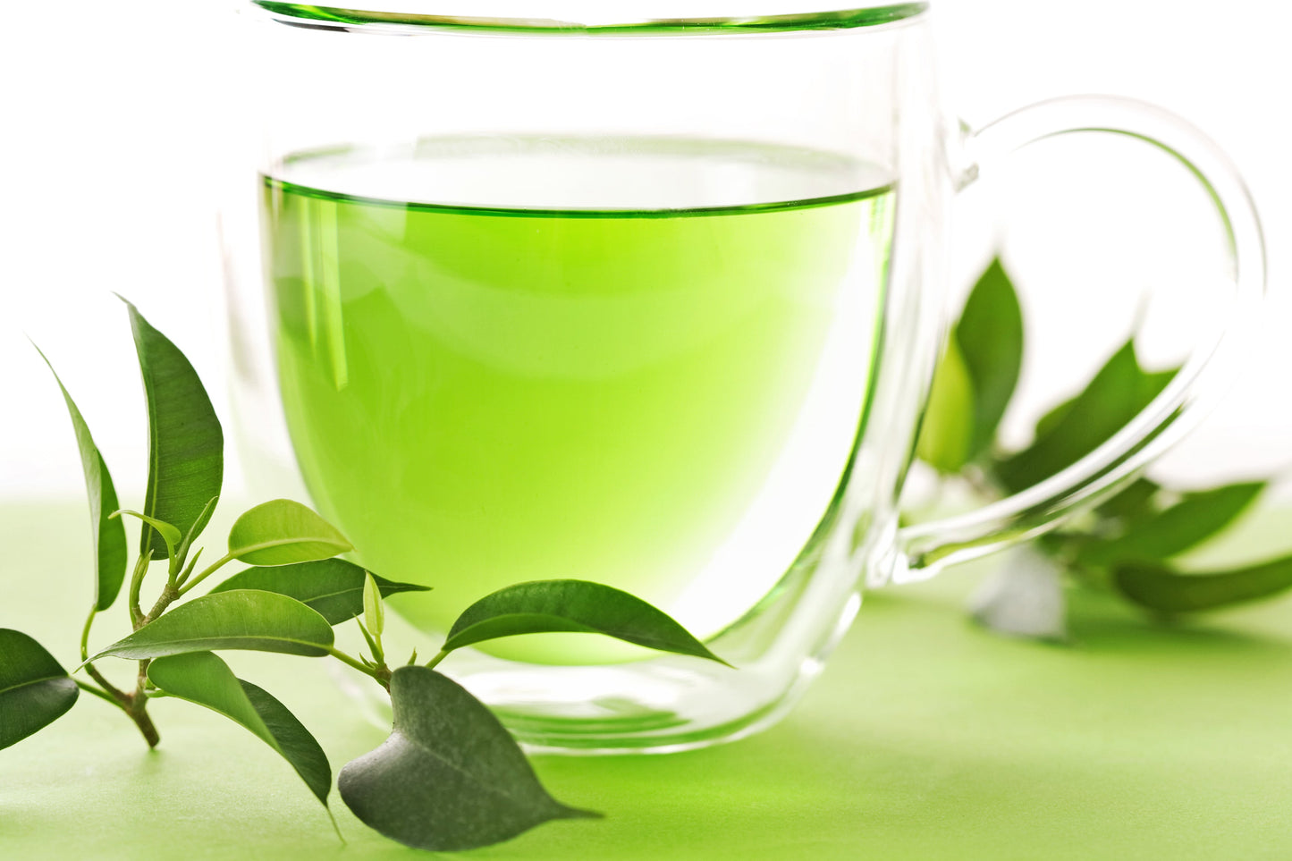 1 Lb Black & Green Drinking Tea (Camellia Sinensis) Seeds