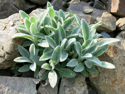 100 Woolly Lamb's Ear (Stachys Byzantina) Seeds