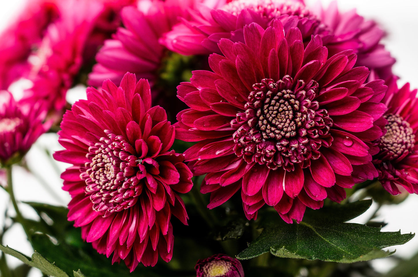 50 Mixed Colors Indian Chrysanthemum (Chrysanthemum Indicum) Seeds