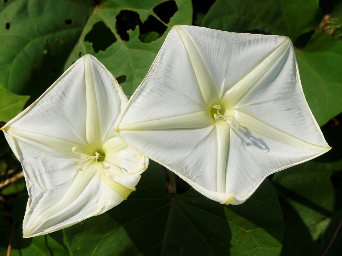 50 Moon Flower (Ipomoea Alba) Seeds