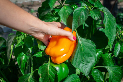 100 Orange King Bell Pepper (Capsicum Annuum) Seeds