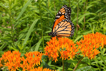 10 'Gay Butterflies' Milkweed (Asclepias Tuberosa) Seeds