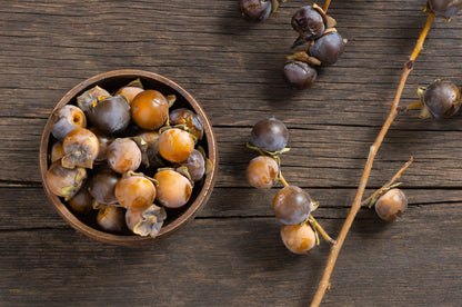 Date Plum Persimmon (Diospyros lotus) Seeds – 10 ct