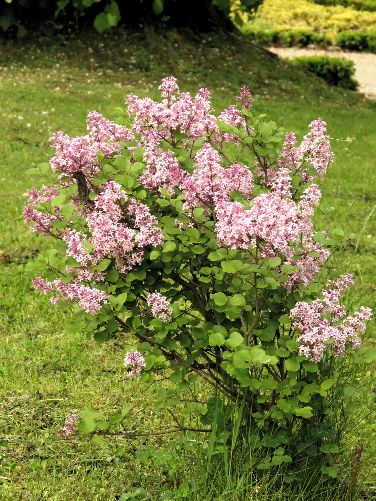 30 PINK LILAC Hungarian Lilac Tree Shrub Syringa Josikaea Fragrant Flower Seeds
