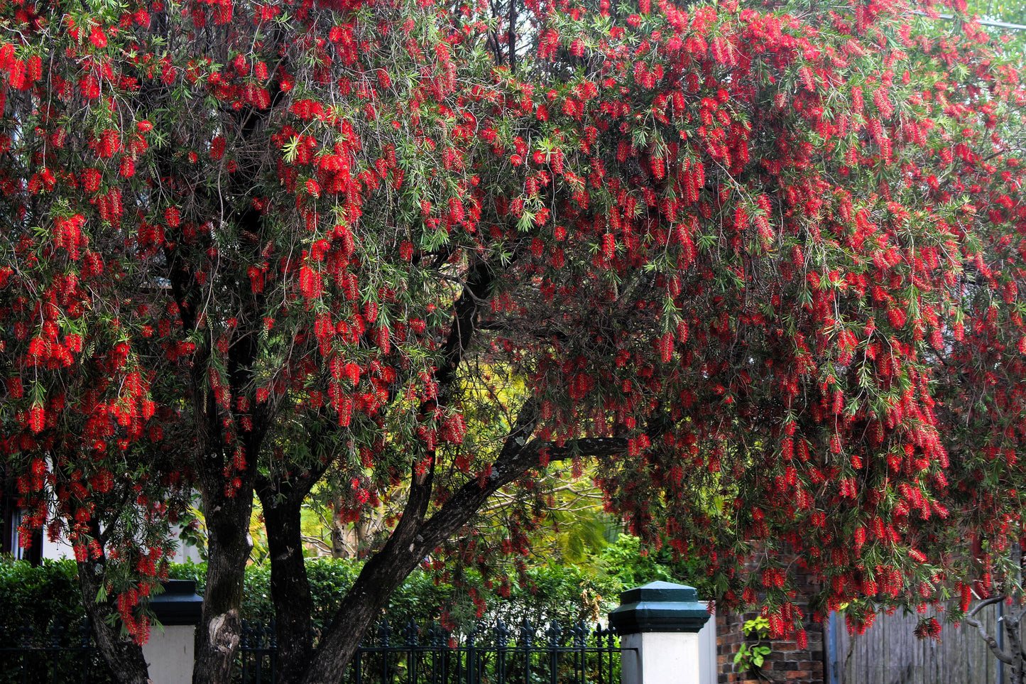40 Crimson Bottlebrush (Callistemon Citrinus) Seeds
