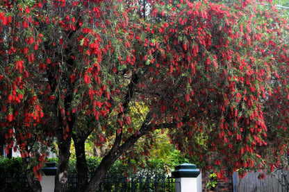40 Crimson Bottlebrush (Callistemon Citrinus) Seeds