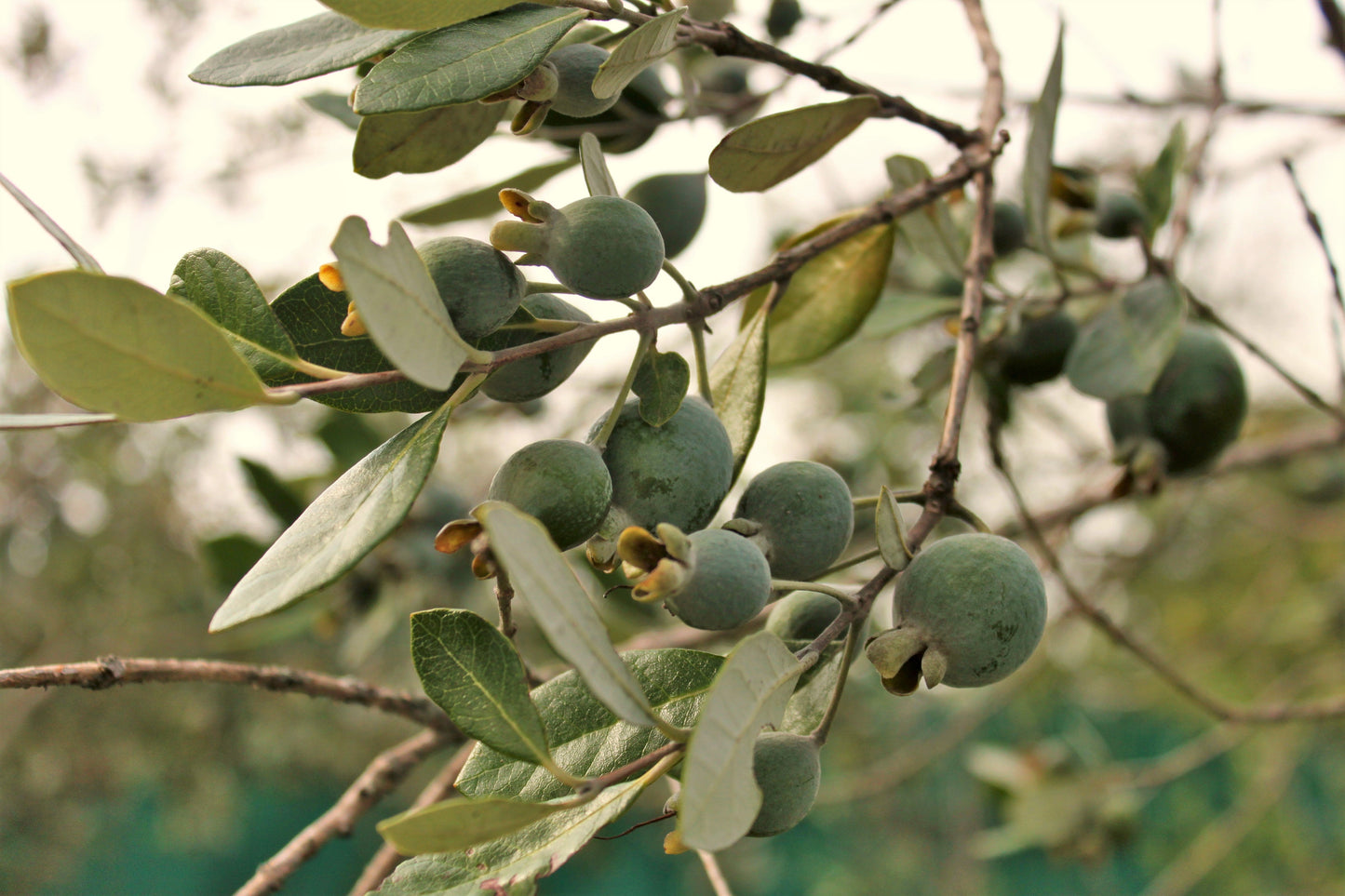 10 Pineapple Guava (Acca Guavasteen) Seeds