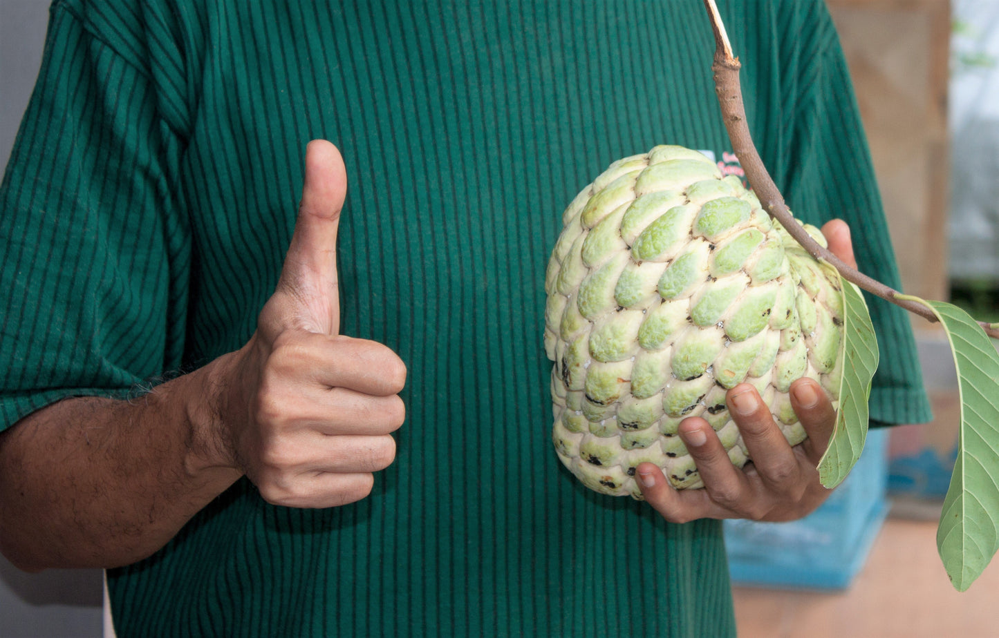 15 Sweetsop/ Custard Apple (Annona Squamosa) Seeds