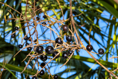 Green Saw Palmetto (Serenoa repens) Seeds – 5 ct