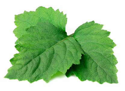5 True Patchouli Shrub (Pogostemon Cablin) Seeds