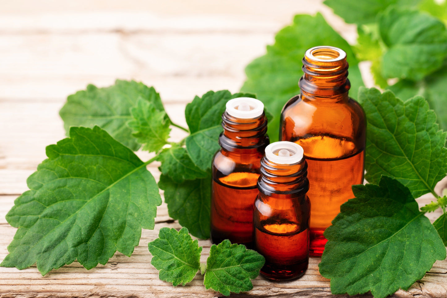 5 True Patchouli Shrub (Pogostemon Cablin) Seeds