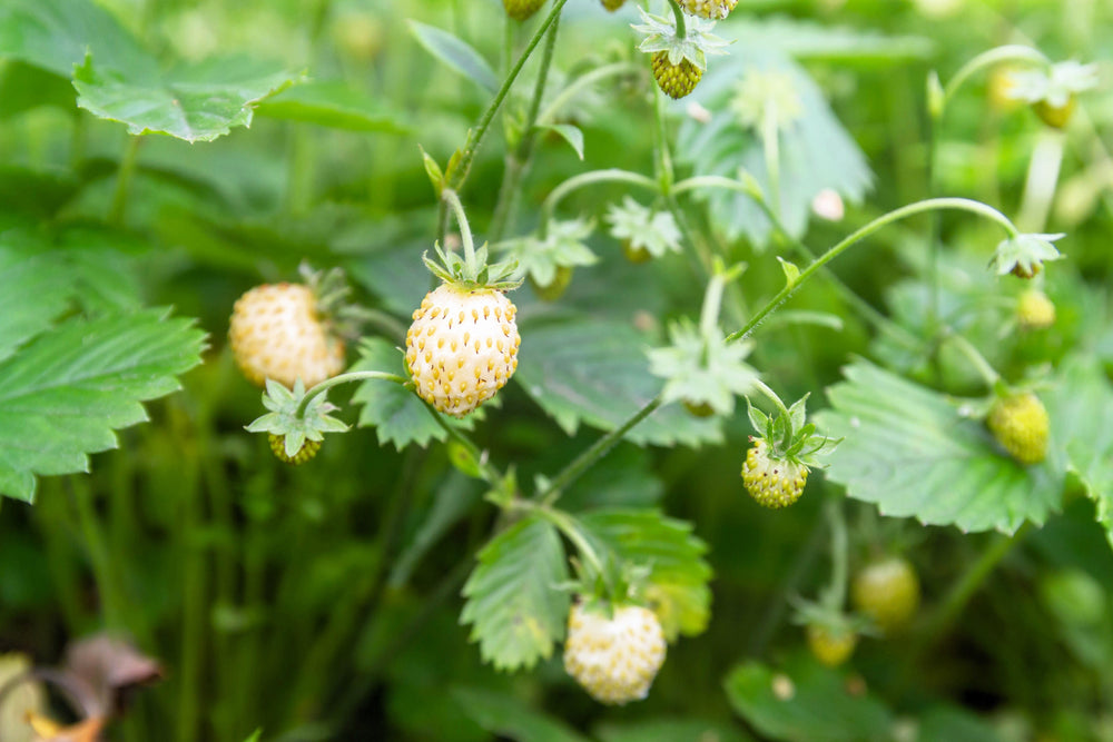 20 Pineapple Crush Strawberry (Fragaria Vesca) Seeds