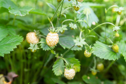 20 Pineapple Crush Strawberry (Fragaria Vesca) Seeds