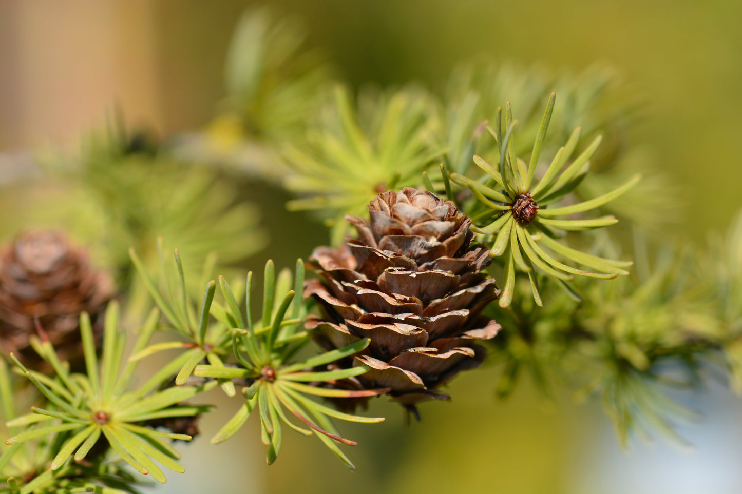 25 Japanese Larch Tree (Larix Kaempferi) Seeds