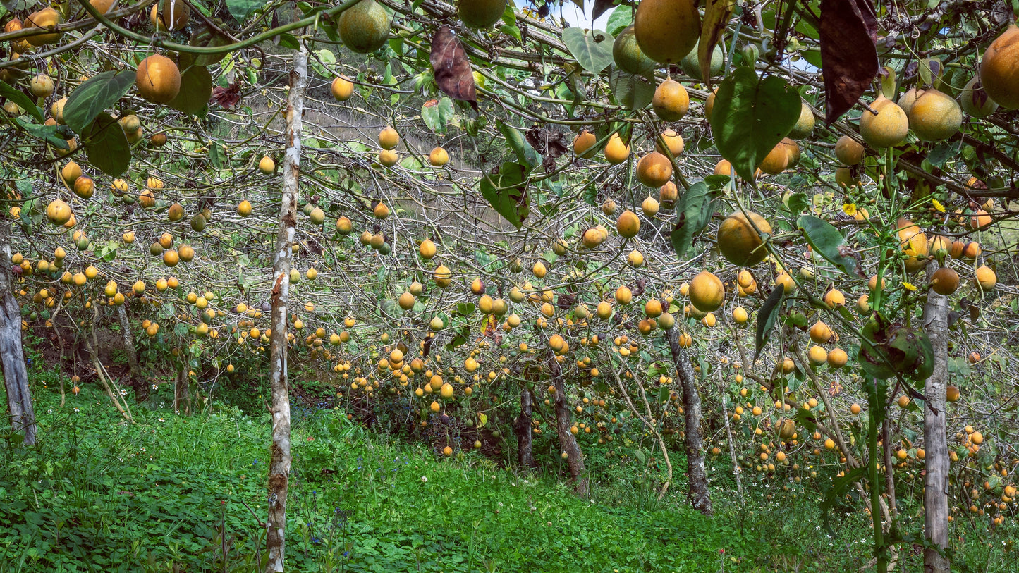 10 Sweet Granadilla/Yellow Passionfruit (Passiflora Ligularis) Seeds