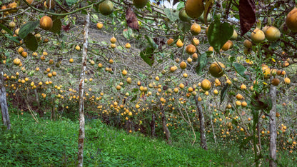 10 Sweet Granadilla/Yellow Passionfruit (Passiflora Ligularis) Seeds