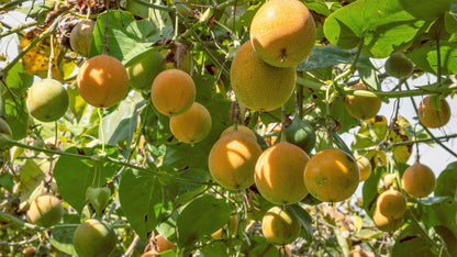 10 Sweet Granadilla/Yellow Passionfruit (Passiflora Ligularis) Seeds