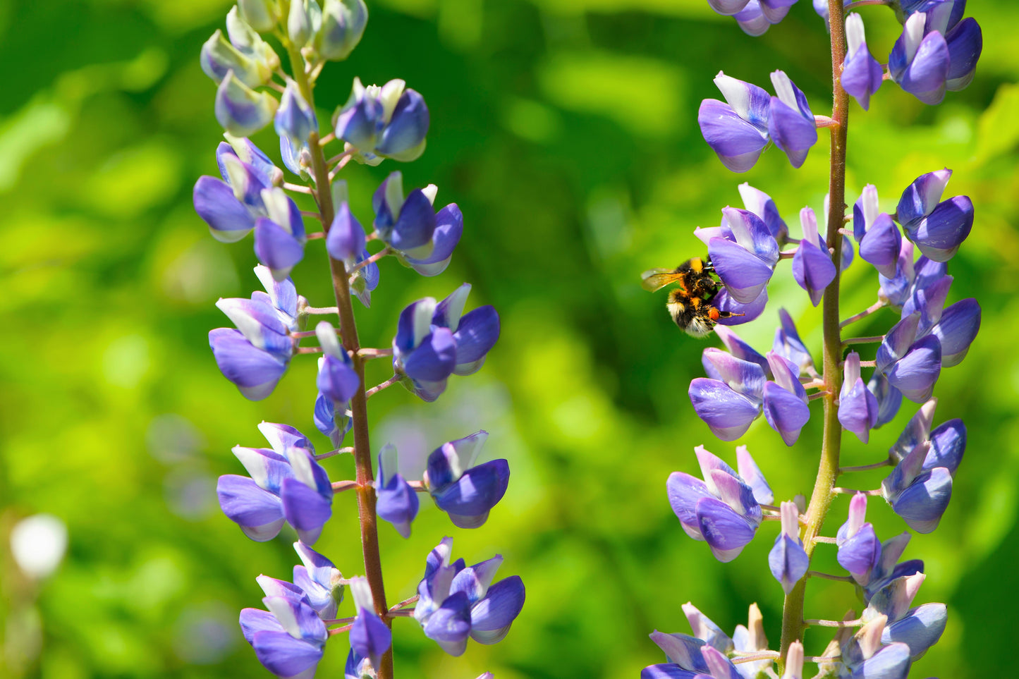 100 Perennial Lupine (Lupinus Perennis) Seeds