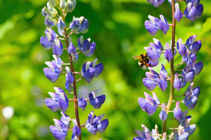 100 Perennial Lupine (Lupinus Perennis) Seeds