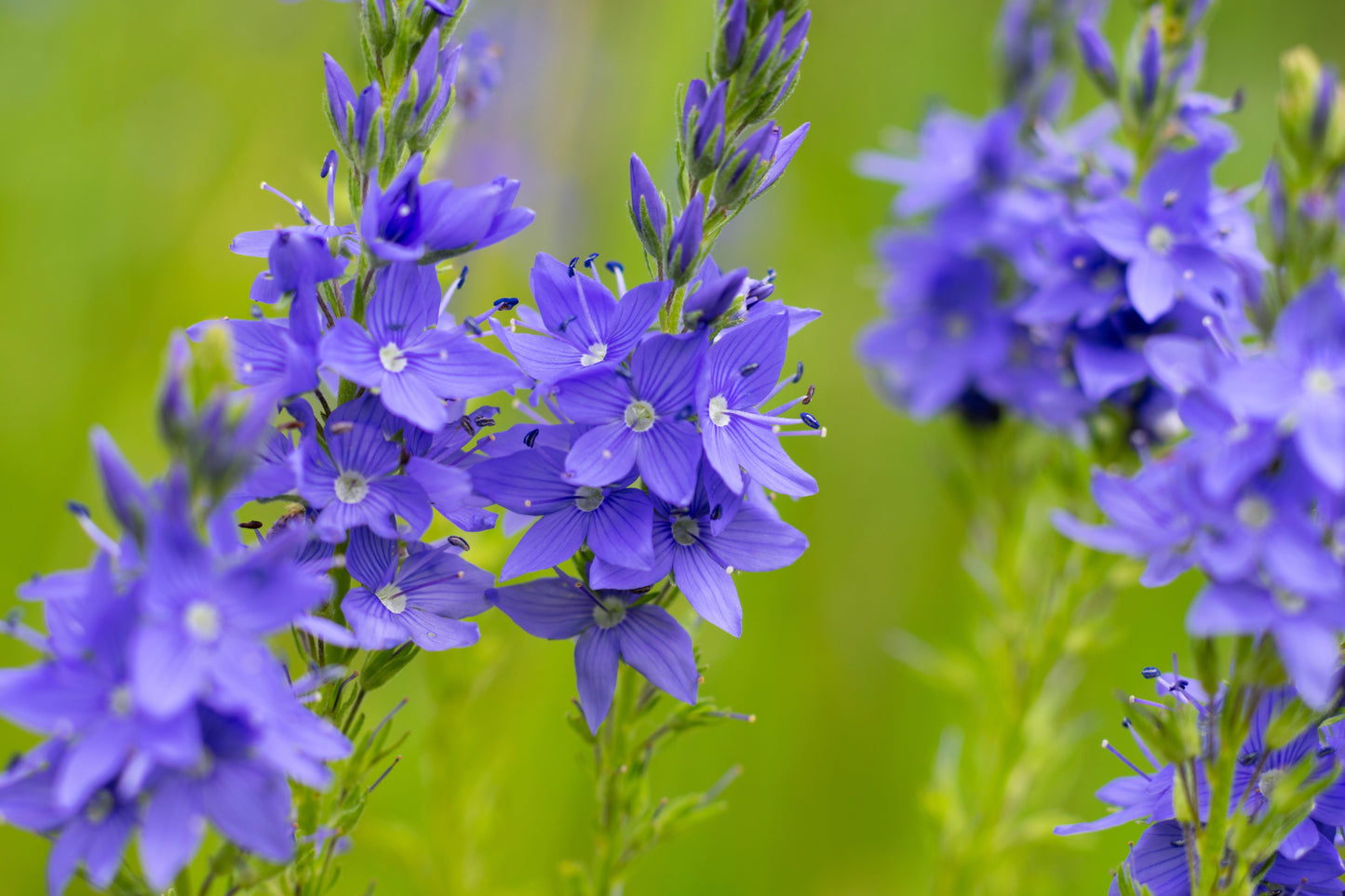 75 Royal Blue Speedwell (Veronica Austriaca Teucrium) Seeds
