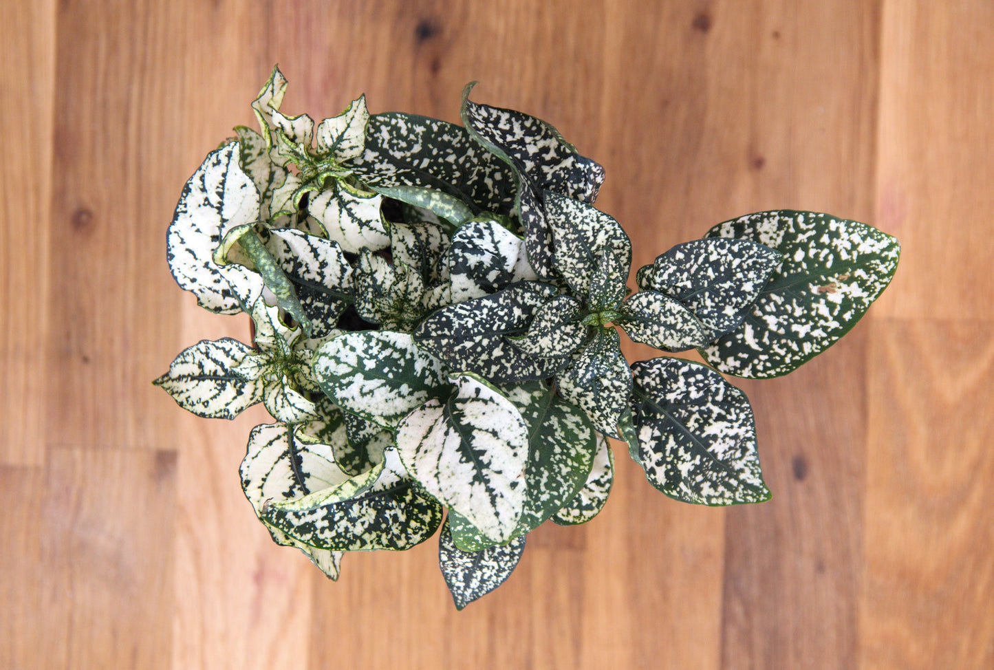 10 Dwarf White Polka Dot Plant (Hypoestes Phyllostachya) Seeds