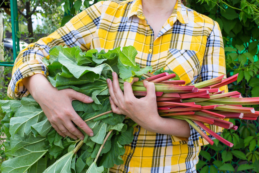 25 Glaskins Perpetual Rhubarb /Pieplant (Rheum Rhabarbarum) Seeds
