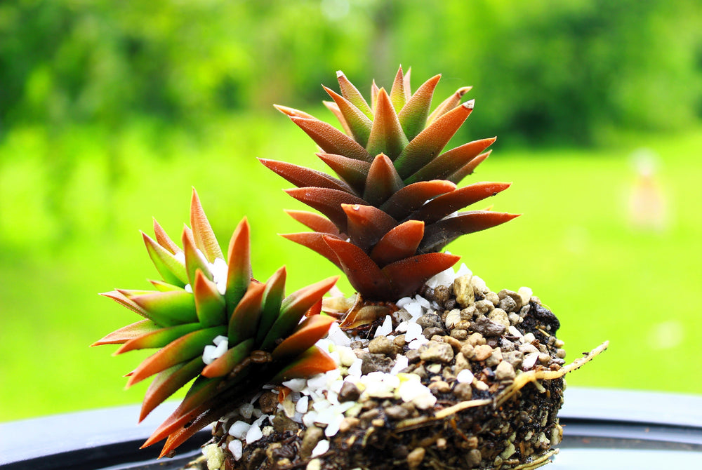 50 Rock Pine (Orostachys Japonica) Seeds